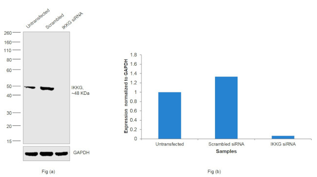 IKK gamma Antibody