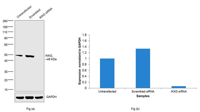 IKK gamma Antibody in Western Blot (WB)