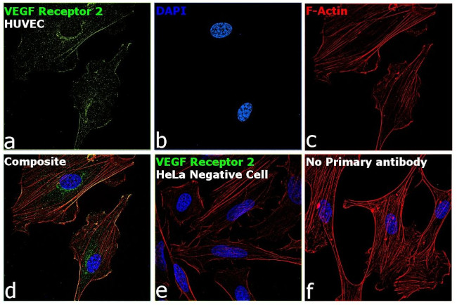 VEGF Receptor 2 Antibody in Immunocytochemistry (ICC/IF)