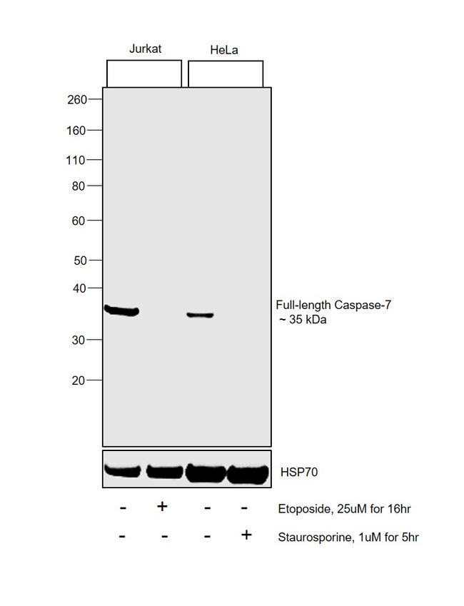 Caspase 7 Antibody in Western Blot (WB)