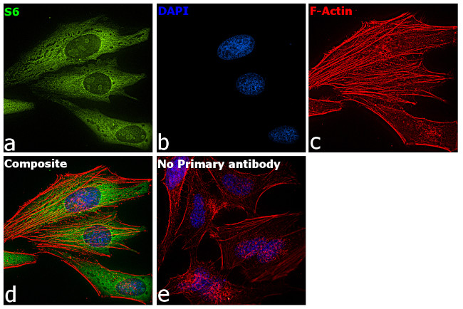 S6 Antibody in Immunocytochemistry (ICC/IF)