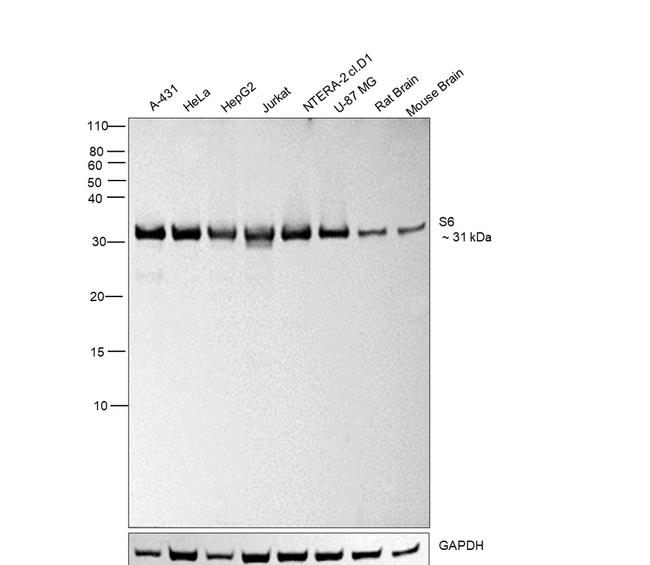 S6 Antibody in Western Blot (WB)