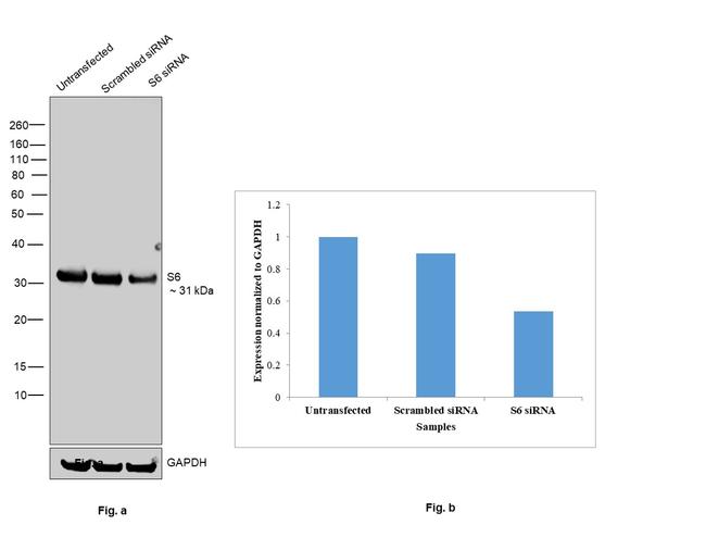 S6 Antibody in Western Blot (WB)