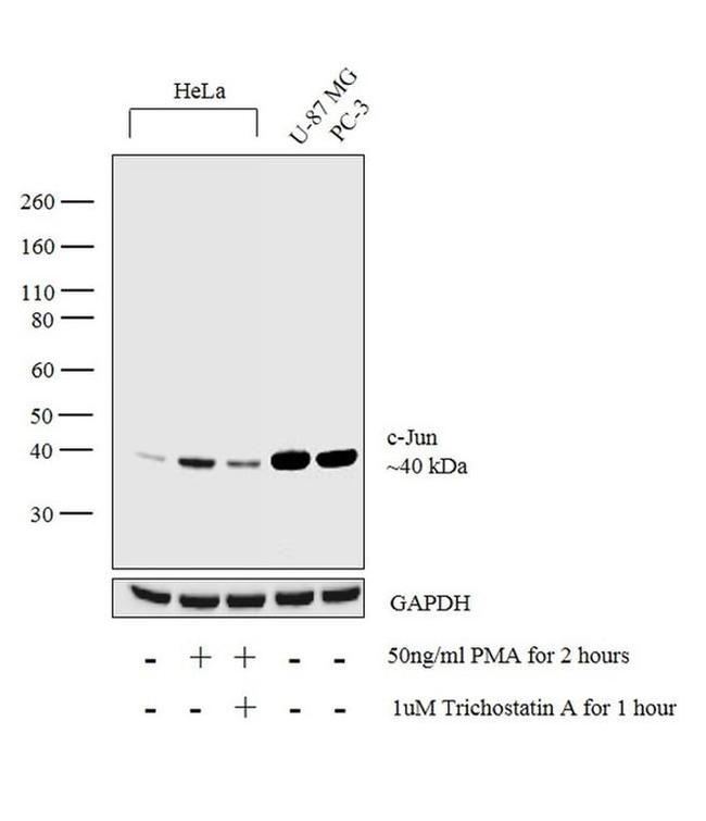 c-Jun Antibody