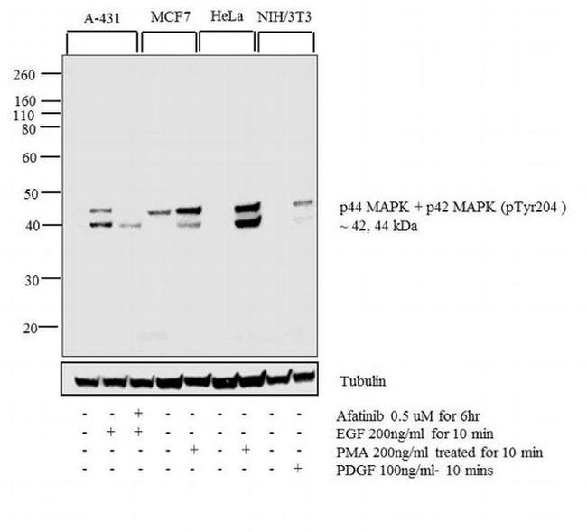 Phospho-ERK1/ERK2 (Tyr204) Antibody in Western Blot (WB)