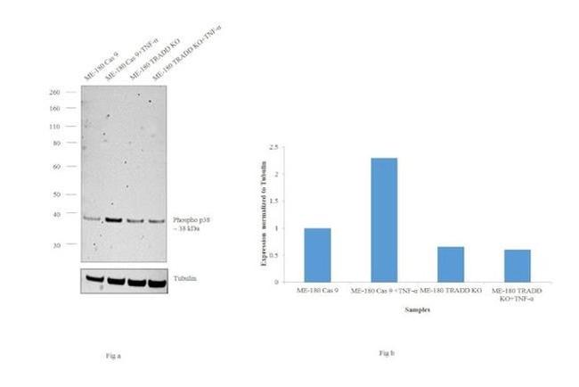 Phospho-p38 MAPK alpha (Thr180, Tyr182) Antibody in Western Blot (WB)