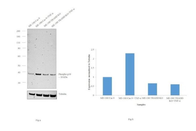 Phospho-p38 MAPK alpha (Thr180, Tyr182) Antibody