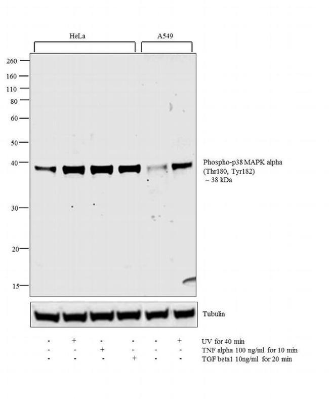 Phospho-p38 MAPK alpha (Thr180, Tyr182) Antibody in Western Blot (WB)