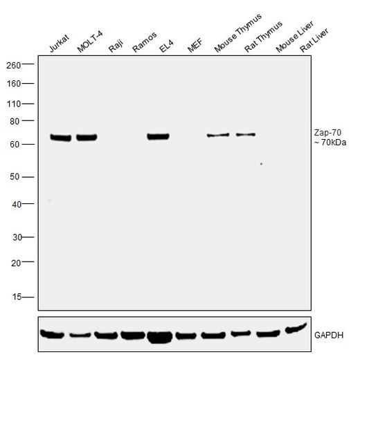 Zap-70 Antibody