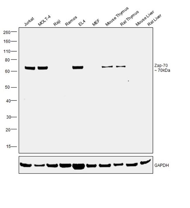 Zap-70 Antibody in Western Blot (WB)