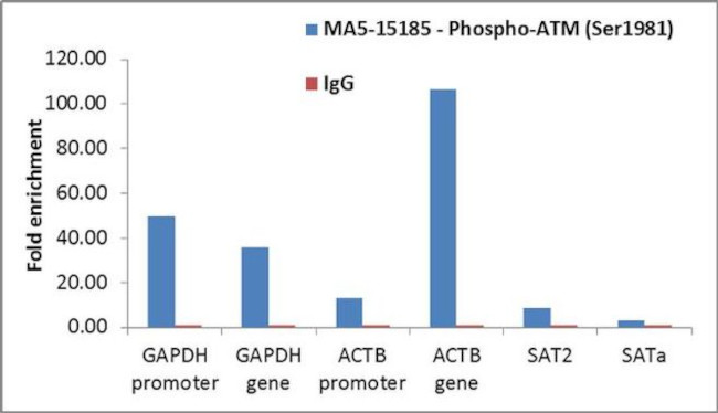 Phospho-ATM (Ser1981) Antibody in ChIP Assay (ChIP)