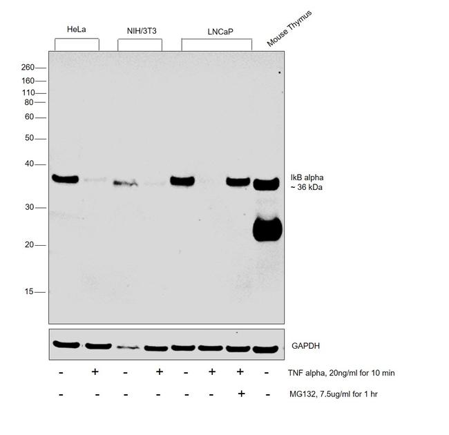 IkB alpha Antibody