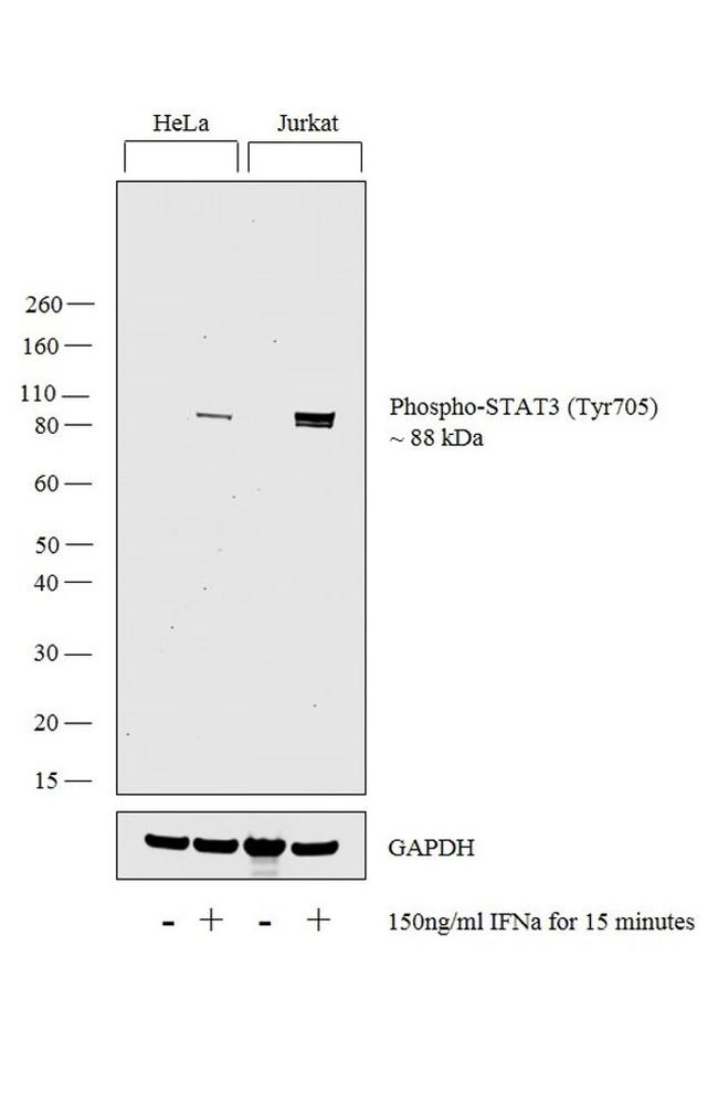 Phospho-STAT3 (Tyr705) Antibody in Western Blot (WB)