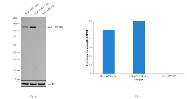 c-Met Antibody