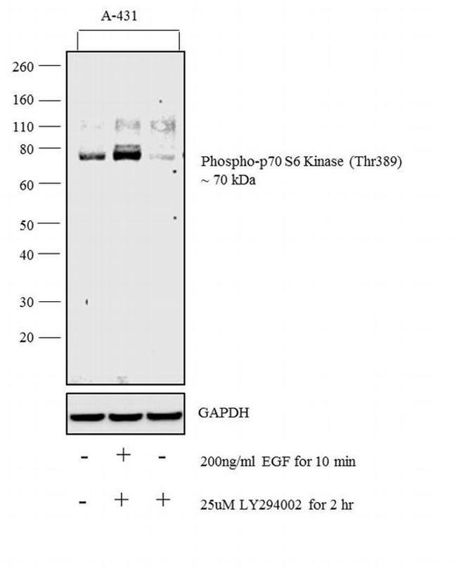 Phospho-p70 S6 Kinase (Thr389) Antibody in Western Blot (WB)