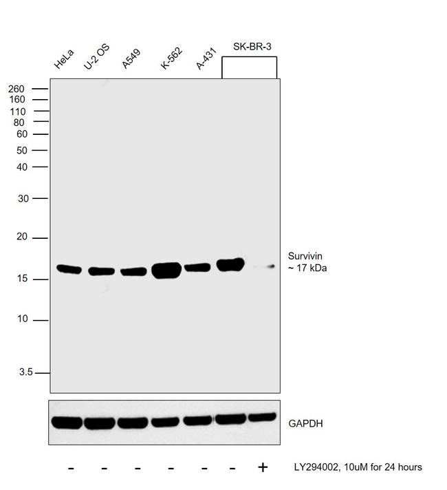 Survivin Antibody