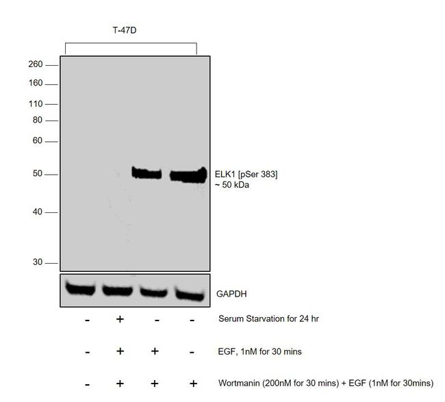 Phospho-ELK1 (Ser383) Antibody