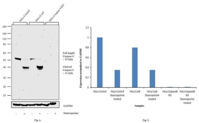 Caspase 8 Antibody in Western Blot (WB)