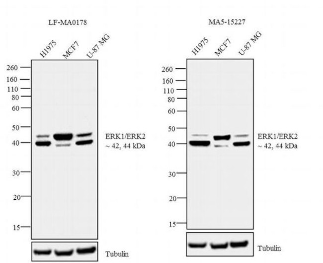 ERK1/ERK2 Antibody