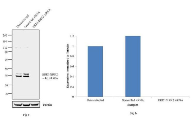 ERK1/ERK2 Antibody