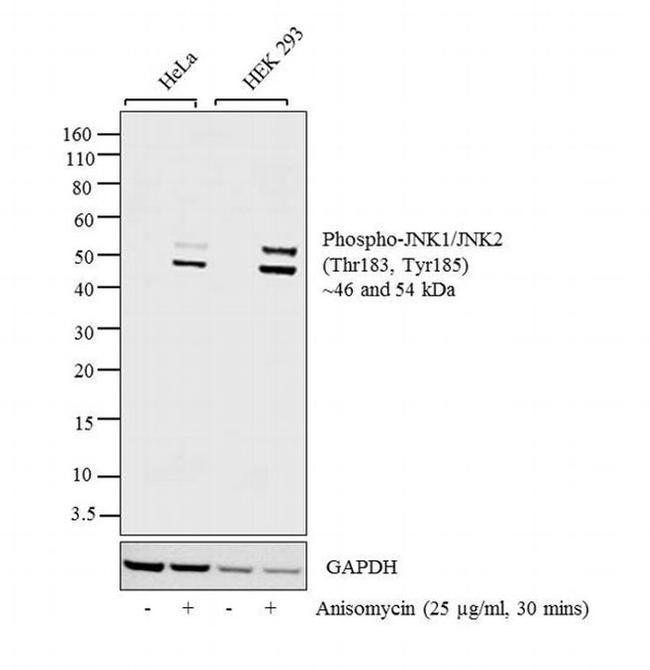 Phospho-JNK1/JNK2 (Thr183, Tyr185) Antibody in Western Blot (WB)