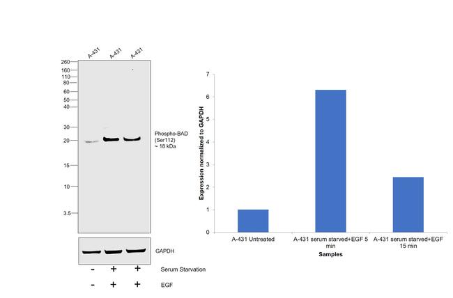 Phospho-BAD (Ser112) Antibody in Western Blot (WB)