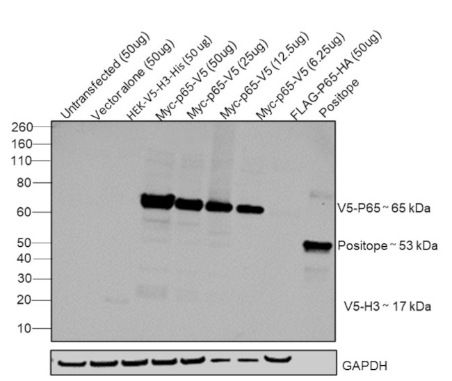 V5 Tag Antibody