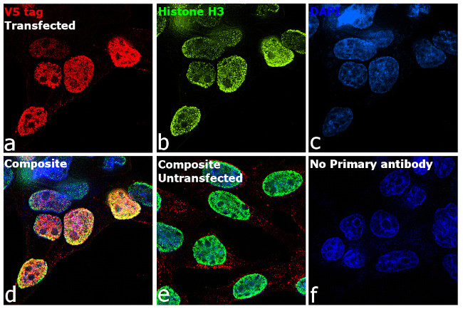 V5 Tag Antibody in Immunocytochemistry (ICC/IF)