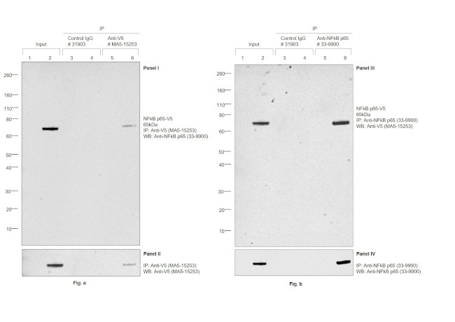 V5 Tag Antibody in Immunoprecipitation (IP)