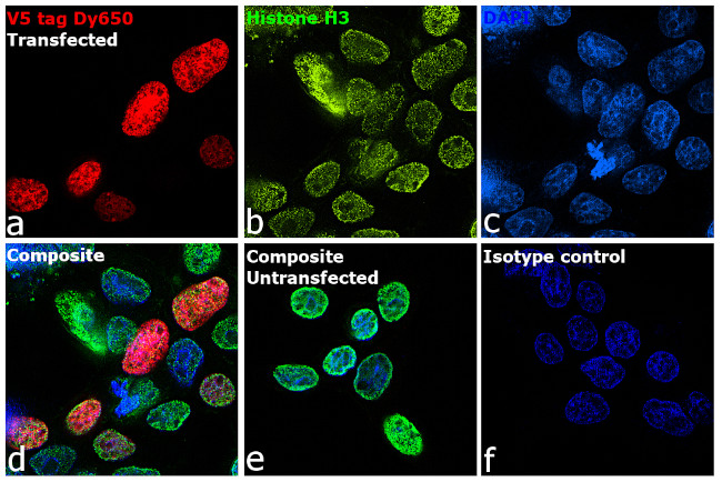 V5 Tag Antibody in Immunocytochemistry (ICC/IF)