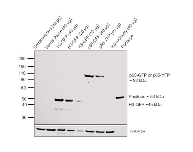 GFP Antibody