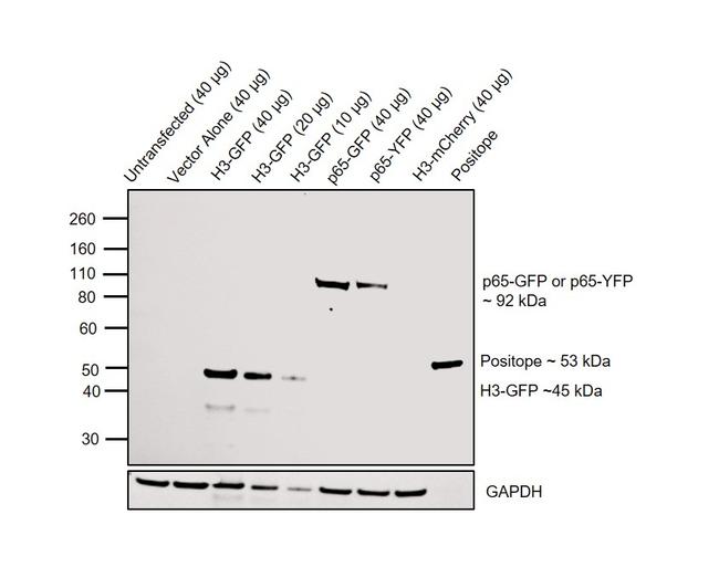 GFP Antibody in Western Blot (WB)