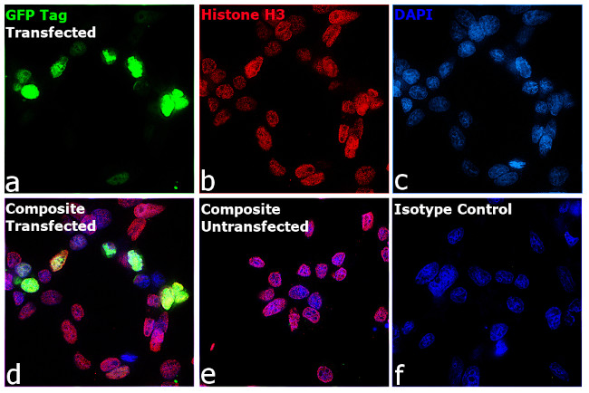 GFP Antibody in Immunocytochemistry (ICC/IF)