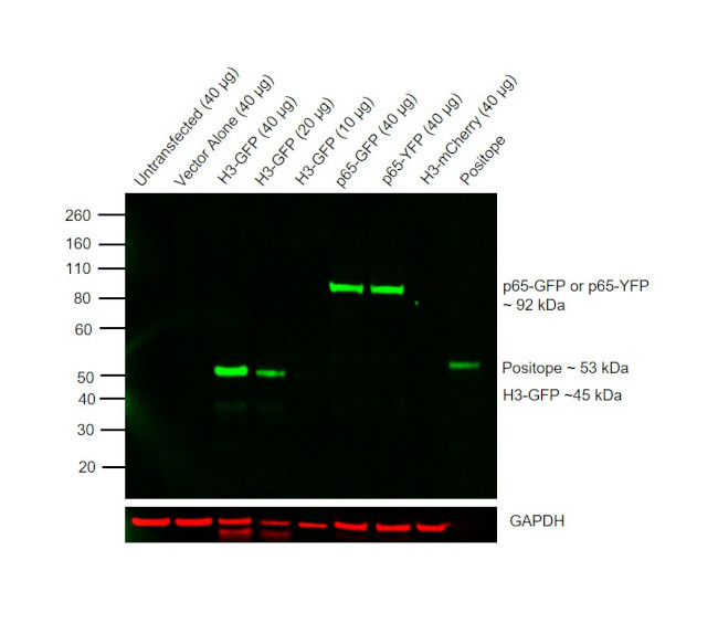 GFP Antibody