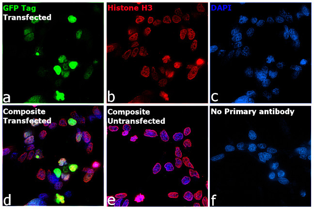 GFP Antibody in Immunocytochemistry (ICC/IF)