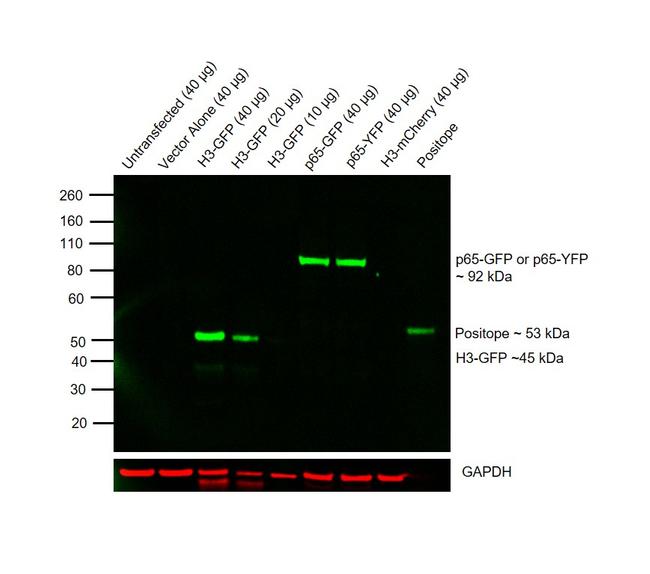 GFP Antibody in Western Blot (WB)