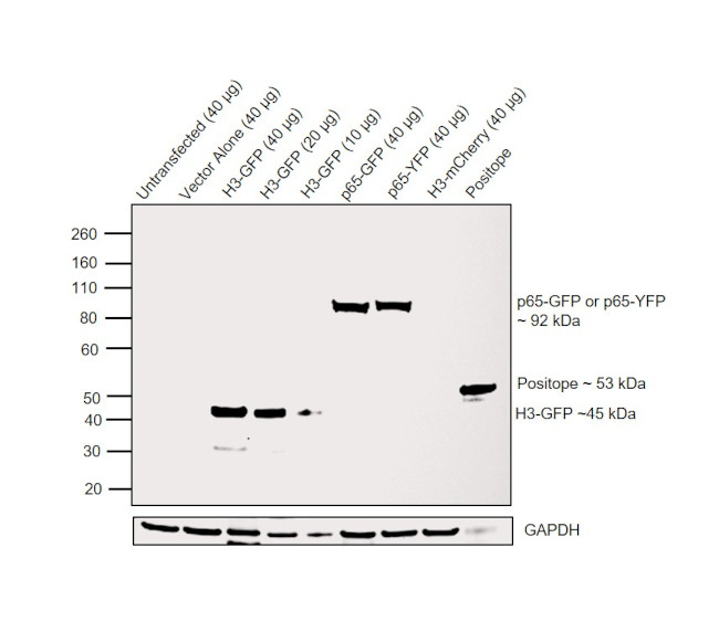 GFP Antibody