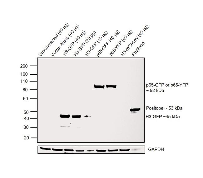 GFP Antibody in Western Blot (WB)