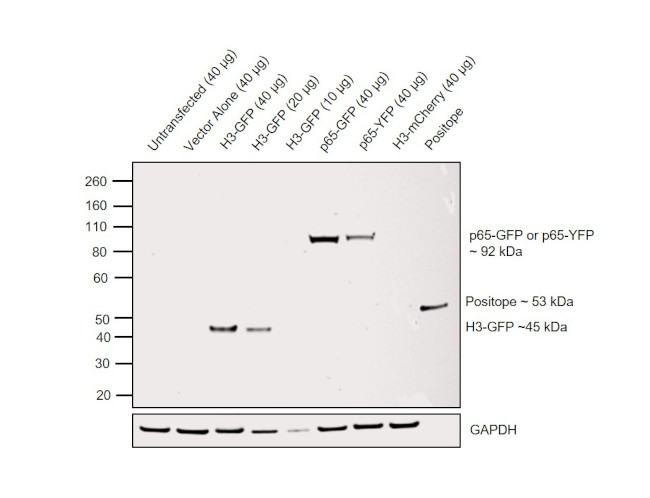 GFP Antibody