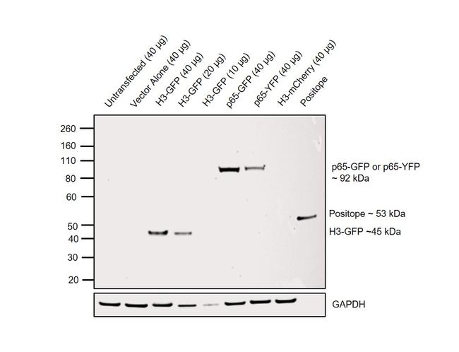 GFP Antibody in Western Blot (WB)