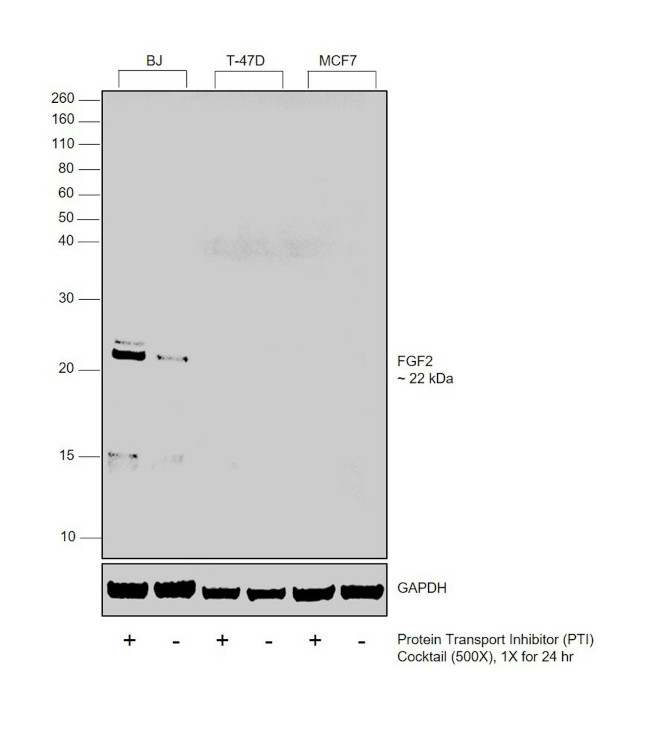 FGF2 Antibody