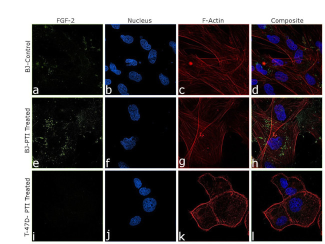 FGF2 Antibody in Immunocytochemistry (ICC/IF)