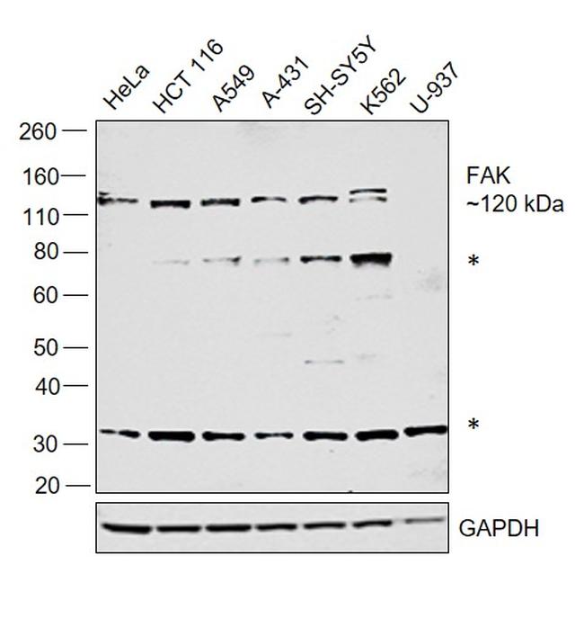 FAK Antibody in Western Blot (WB)