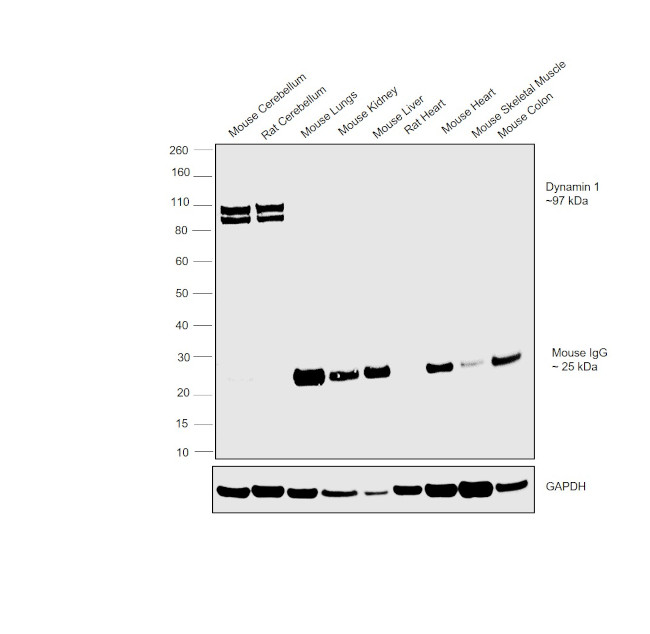 Dynamin 1 Antibody