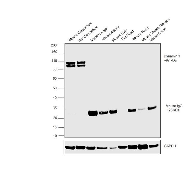 Dynamin 1 Antibody in Western Blot (WB)