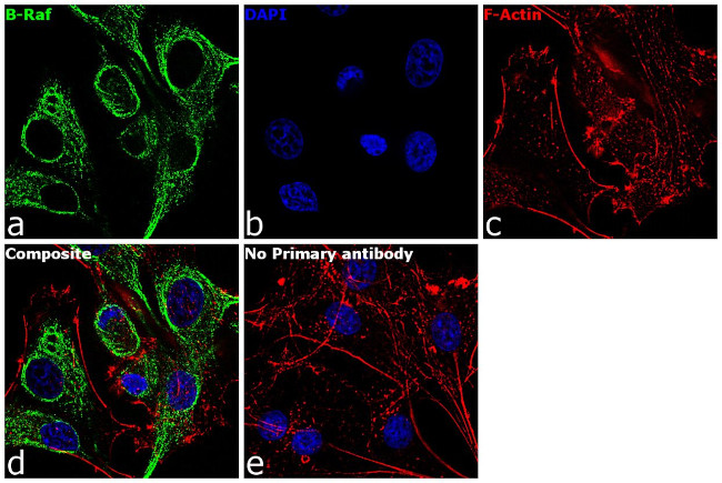 B-Raf Antibody in Immunocytochemistry (ICC/IF)