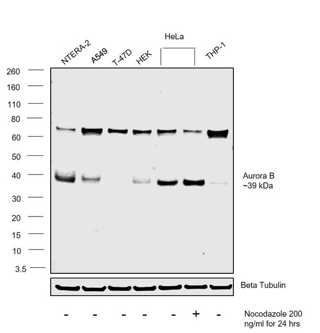 Aurora B Antibody in Western Blot (WB)