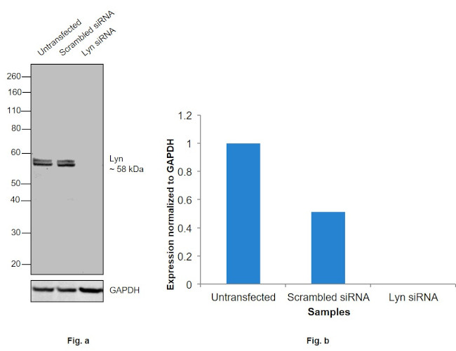 Lyn Antibody