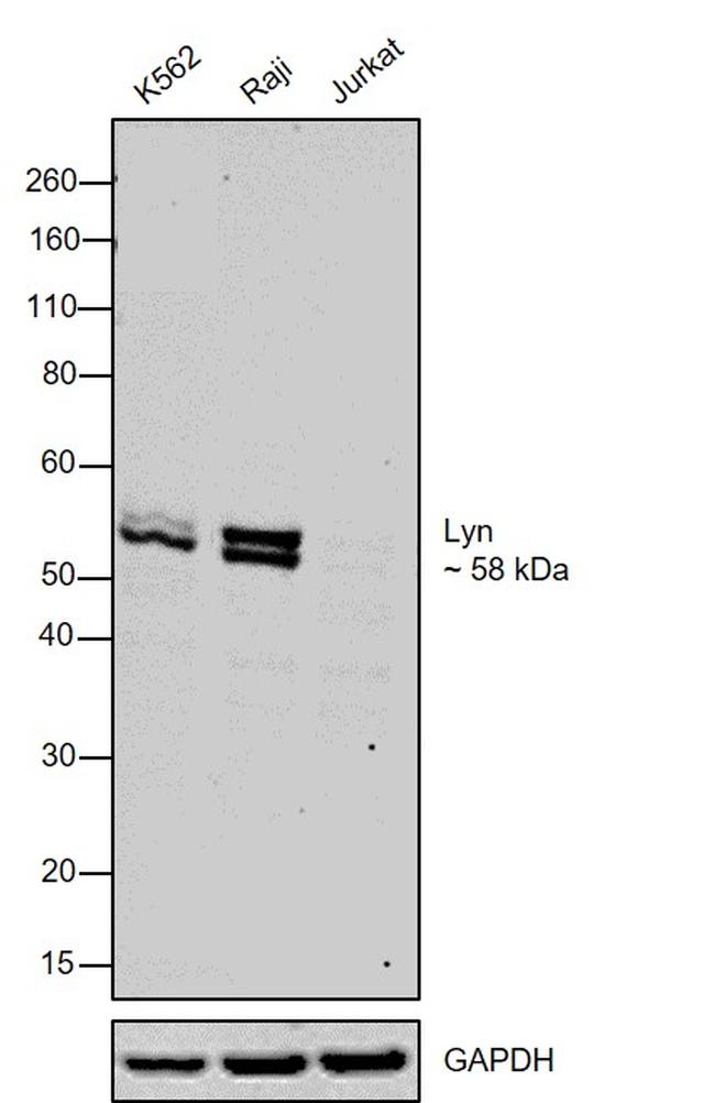 Lyn Antibody in Western Blot (WB)