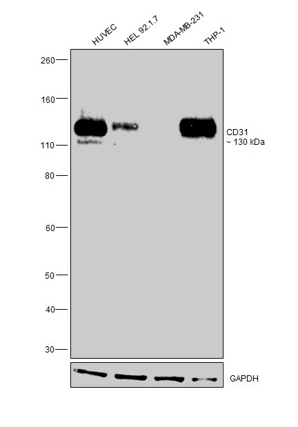 CD31 Antibody